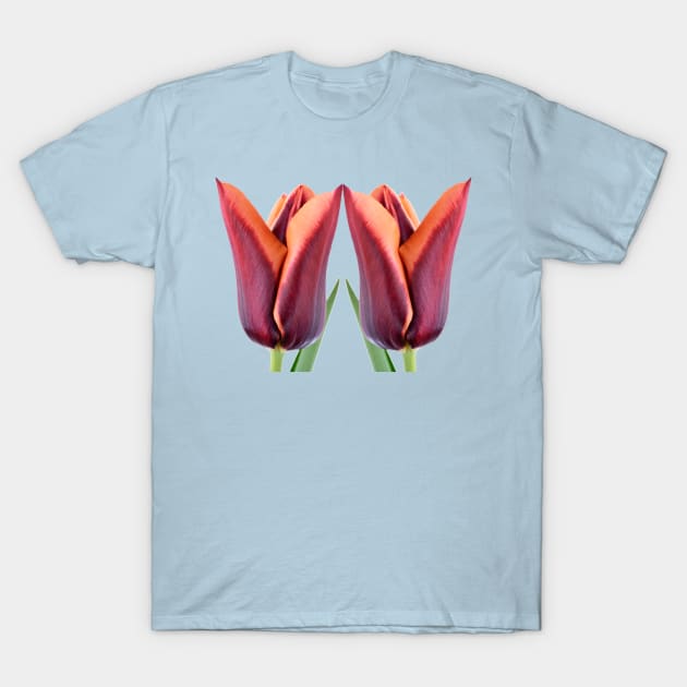 Tulipa &#39;Slawa&#39; Triumph Tulip T-Shirt by chrisburrows